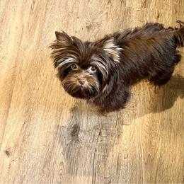 Stormie - Yorkshire Terrier
