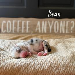 Bean - Blue merle male Australian Shepherd puppy in Spartanburg, South Carolina from Hub City Aussies
