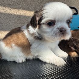 Girl 2 - Liver and white female Shih Tzu puppy in Bakersfield, California from Little pumpkin Shih Tzu’s