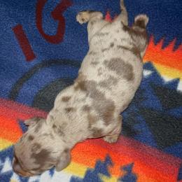 Buyer will name 1G - Dapple female Dachshund puppy in Stilwell, Oklahoma from Hoop's Dachshund