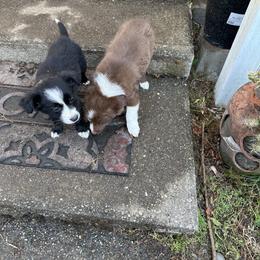Border Collie Puppies from Athena’s Collies