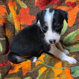 Boy - Tri-color male Border Collie puppy in Pennsylvania from Winter Creek Border Collies