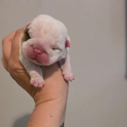 Hannah - Red and white female Bulldog puppy in Lafayette, Georgia from Storytime Mastiffs & Bulldogs
