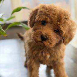 Rip - Red male Australian Labradoodle puppy in Covington, Louisiana from Bayou Doodles