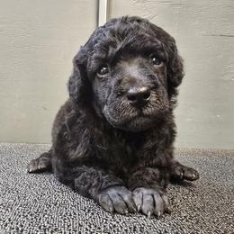 Red Collar - Blue female Poodle puppy in Patterson, California from Paterson Poodles