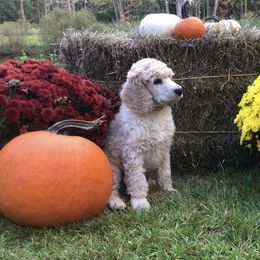 Boy 2 - Cream Poodle puppy in Shortsville, New York from Hidden Ridge Ranch