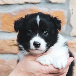 KitKat - Black female Border Collie puppy in Dallas, Texas from Effervescent Border Collies