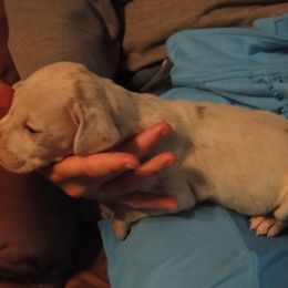 Cardigan Welsh Corgi and Great Dane Puppies from Red Oak Farm and Kennel