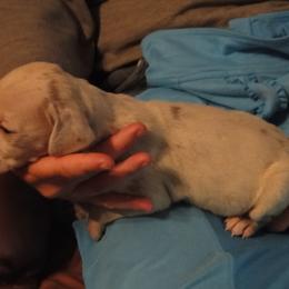 Cardigan Welsh Corgi and Great Dane Puppies from Red Oak Farm and Kennel