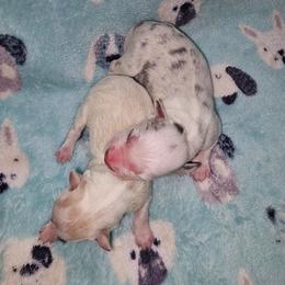 Slate blue merle male - Slate merle male Border Collie puppy in Springtown, Texas from CRL Farms