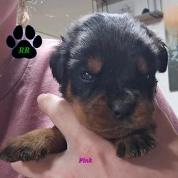 Pink - Black and mahogany female Rottweiler puppy in Tangent, Oregon from Raya's Royals