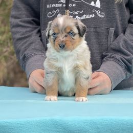 Girl 3 - Blue merle Miniature American Shepherd puppy in New Mexico from Von Südwest German Shepherds and Mini American Shepherds
