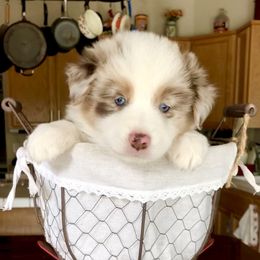 Aussiedoodle, Australian Shepherd, Miniature American Shepherd, and Miniature Australian Shepherd Puppies from Bline's Awesome Aussies