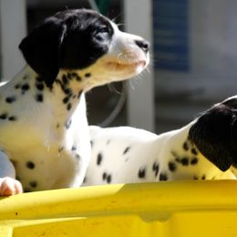 Dalmatian Puppies from Matchless Dalmatians