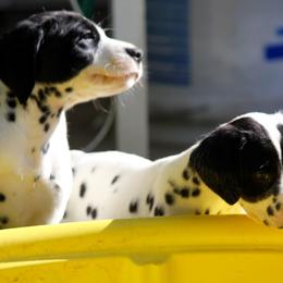 Dalmatian Puppies from Matchless Dalmatians
