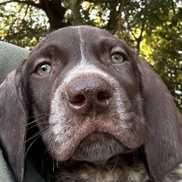 German Shorthaired Pointer Puppies from Edelmarke GSPs Reg’d