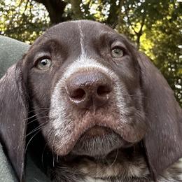 German Shorthaired Pointer Puppies from Edelmarke GSPs Reg’d