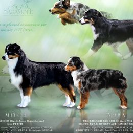 Miniature American Shepherd puppies from Sagamore Miniature American Shepherds