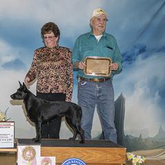 Siana has been the beginning of our breeding program. We would like to see her in an active pet home. She makes new friends easily, has no bad habits, and meshed well into our pack when we imported her at 1.5 years old. - Black Australian Kelpie puppy in White City, Oregon from Walkabout Australian Kelpies and Rat Terriers