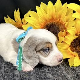 Buck - Piebald male Dachshund puppy in Hendersonville, North Carolina from Snarky Doxy Miniature Dachshunds