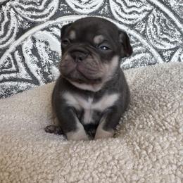 Gucci - Liver female French Bulldog puppy in Stanchfield, Minnesota from Sunshine's French Bulldogs