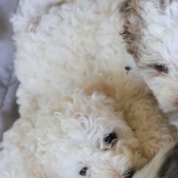 Bernedoodles from Puppy Place