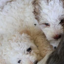 Bernedoodles from Puppy Place