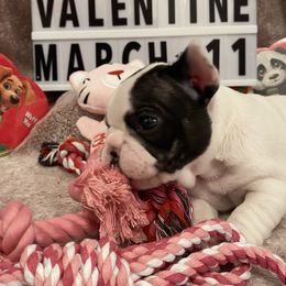 French Bulldog Puppies from Fur Royalty Frenchies