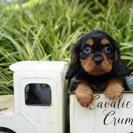 Rocky - Black and tan male Cavalier King Charles Spaniel puppy in Lula, Georgia from Cavaliers by Crumley