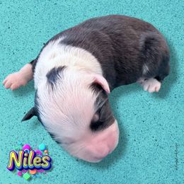 NILES - Blue Merle Male - Blue merle male Australian Shepherd puppy in Gainesville, Texas from Lady Luck Aussies