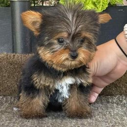 Tito - Black and tan male Yorkshire Terrier puppy in Lebanon, Kentucky from Mosaic Merle Doodles