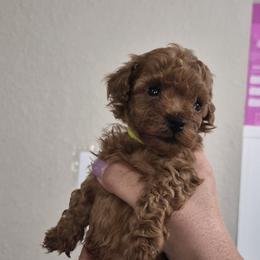 Rusty - Red  male Poodle puppy in Chandler, Arizona from Fabi toy Poodle