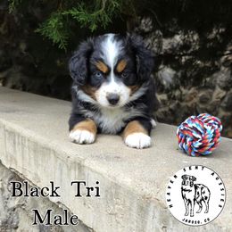 Bjorn - Black tri male Miniature Australian Shepherd puppy in Jaroso, Colorado from Heaven Sent Aussies
