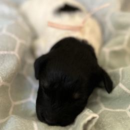 Jolene - Goldendoodle puppy from Life of the Parti Doodles