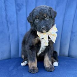 Diana - Phantom female Bernedoodle puppy in Bellville, Ohio from Bernedoodle Buddies