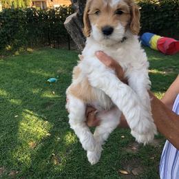 Assorted Doodle Crosses, Australian Labradoodle, Goldendoodle, and Newfoundland Puppies from Twin Sisters Doodles