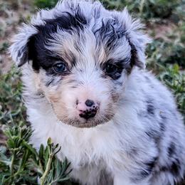 Girl 2 - Blue merle Australian Shepherd puppy in Trinidad, Colorado from Prairie Feather Farm
