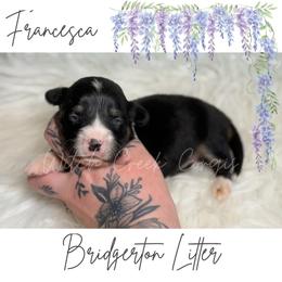 Francesca- Fluffy - Black and white female American Corgi puppy in Greenwood, Indiana from Witch Creek Corgis