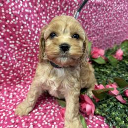 Giselle G4 - Red female Cockapoo puppy in Haines City, Florida from Camic Cockapoos