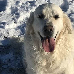 Miles - Golden Retriever