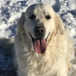 Miles - Golden Retriever