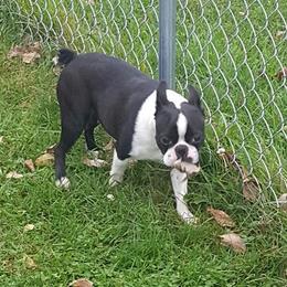 Iris - Boston Terrier