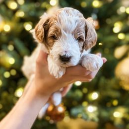 Girl 1 - Parti female Goldendoodle puppy in Merced, California from Old Lake Doodles
