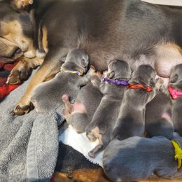 French Bulldog Puppies from Basket of love bulldogs