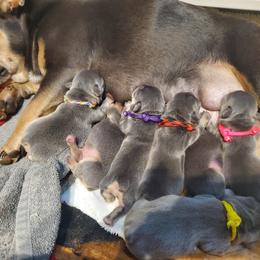 French Bulldog Puppies from Basket of love bulldogs