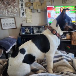 Parson Russell Terrier Puppies from Jumping Jack's Russell Terriers