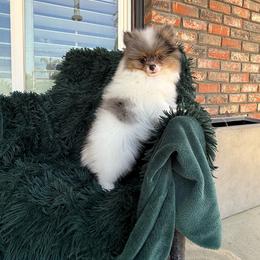 Bentley - Blue merle male Pomeranian puppy in San Jacinto, California from Savvypomeranians