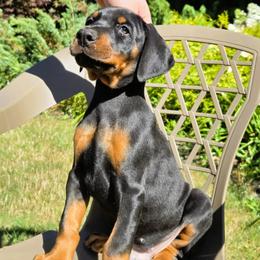Mr. Blue - Black and rust male Doberman Pinscher puppy in Chagrin Falls, Ohio from Schloss Velburg Dobermanns