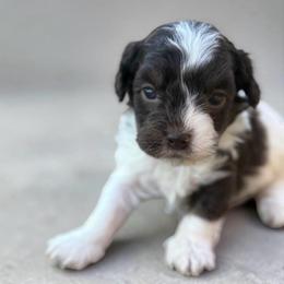 Snoopy - Black male Havapoo puppy in Lancaster, South Carolina from 3 Bs Havanese-PUPPIES with  PURPOSE