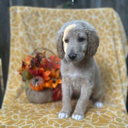 Cheerios - Cream male Goldendoodle puppy in Atlantic Beach, Florida from Glamorous Golden Doodles